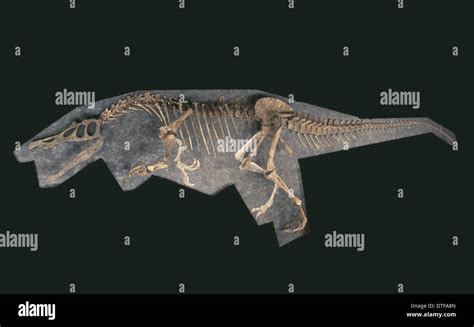 Baryonyx skeleton Stock Photo - Alamy