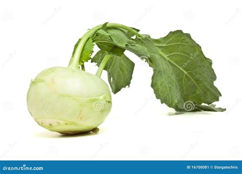 German Turnip stock image. Image of vegetable, nutritional - 16700081