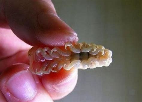 Cymothoa exigua - weird parasite (16 pics)