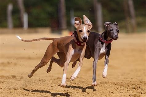 Greyhound Dog Breed FAQs & Information - K9 Web