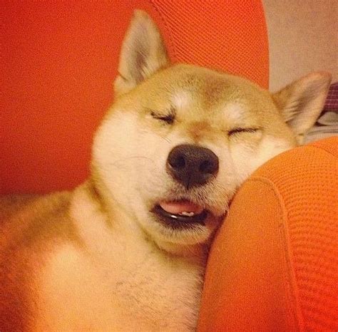 So cute sleeping Shiba-inu Pup