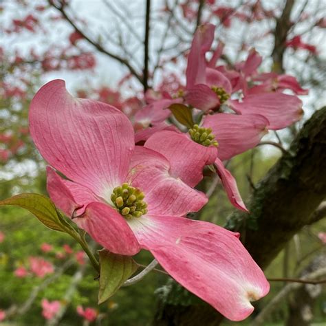 Flowering Dogwood ~ Cornus florida L. ~ Vic's Tree Service