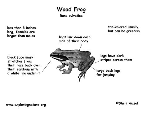 Wood Frog Life Cycle