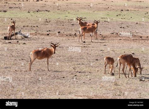 A small herd of Coke's Hartebeest or Kongoni as they are also known Stock Photo - Alamy