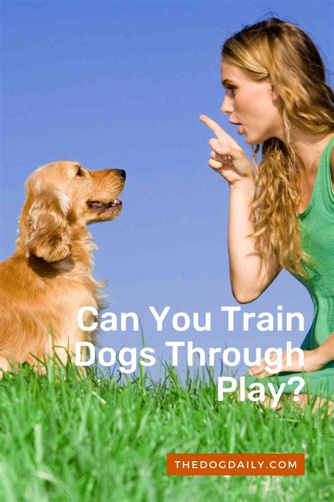 Dog Training Can Be Fun and Games – The Dog Daily