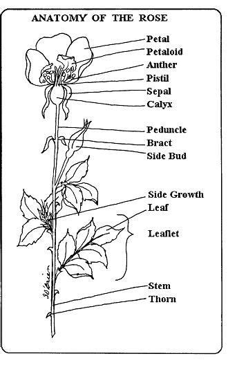 Pin by 𝓡ose 𝓟otter🥀 on The Anatomy of a ℛose • | Flower anatomy, Rose seeds, Flower structure