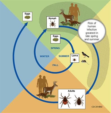 CDC blacklegged tick lifecycle • Minnesota Lyme Association