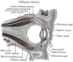 Superior tarsal - Location, Function, Disorders and Pictures