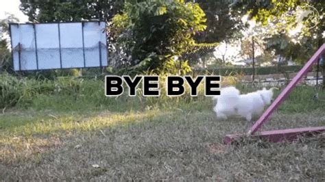 Bye Bye Dog GIFs - Find & Share on GIPHY