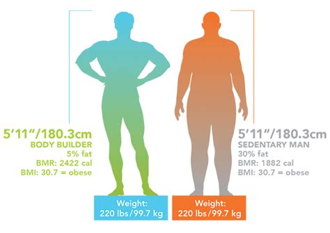 Male Body Composition