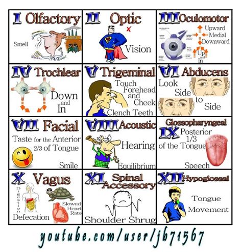 25+ Best Ideas about Cranial Nerves Mnemonic on Pinterest | Cranial ...