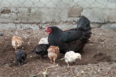 Cornish chickens: A rare and stocky breed with a sweet disposition — The Featherbrain