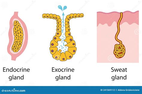 Epithelial Gland Types: Endocrine, Exocrine, Sweat Stock Illustration ...