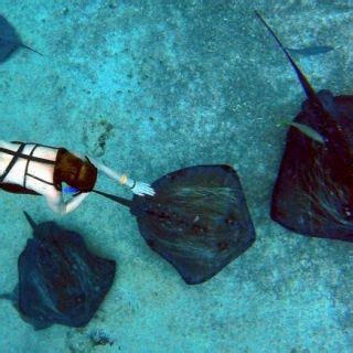 Stingray Beach Cozumel, San Miguel de Cozumel - Book Tickets & Tours ...