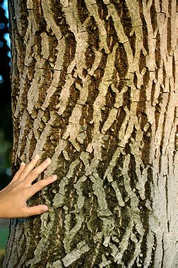 Virginia Tech Dendrology Fact Sheet