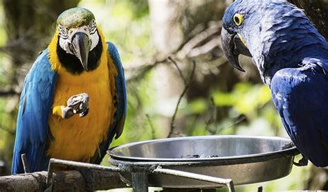 The Best Macaw Food for 2022 - Bird Nature