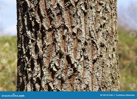 Oak tree bark stock photo. Image of background, macro - 90141246