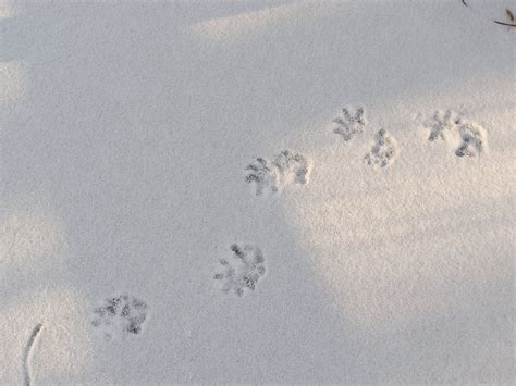 Opossum ( Didelphis virginianus ) tracks in snow. Notice how the hind tracks overlap the front ...