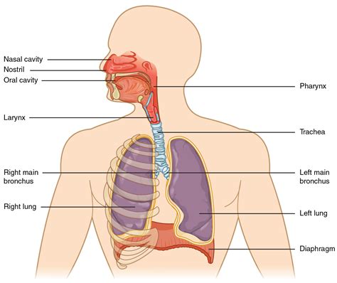 Organs and Structures of the Respiratory System · Anatomy and Physiology