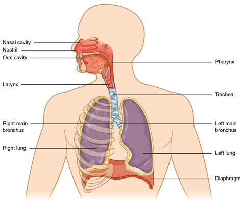 Cell Maintenance Systems | Biology for Majors II