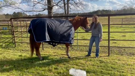 Best Winter Horse Blankets: Keep Your Horse Warm