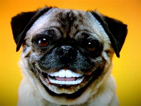 Dog With Human Teeth