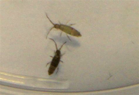 How To Get Rid Of Springtails In The Bathroom? - What's That Bug?