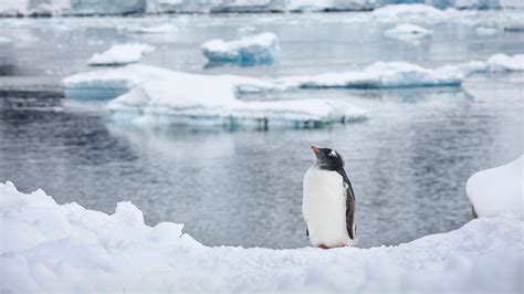 Emperor Penguin Habitat