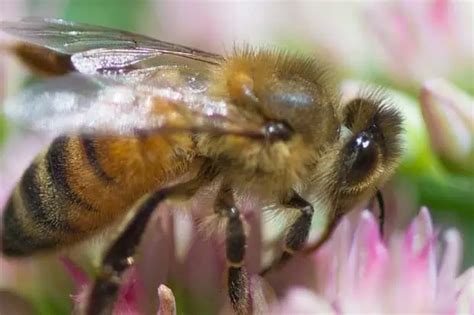 Bees And Biodiversity - Why Are Bees Important To Biodiversity?