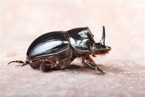 Side Macro View Of Rhinoceros Or Unicorn Beetle Stock Image - Image of rhinoceros, fearsome ...