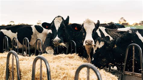 Cattle Feeding Systems | Dairy Australia