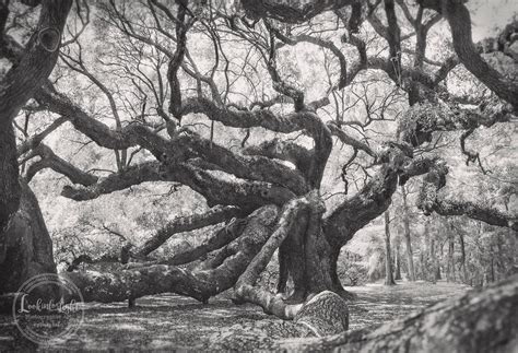 Tree Photography Angel Oak Tree Ancient Oak Forest Photo Black White ...