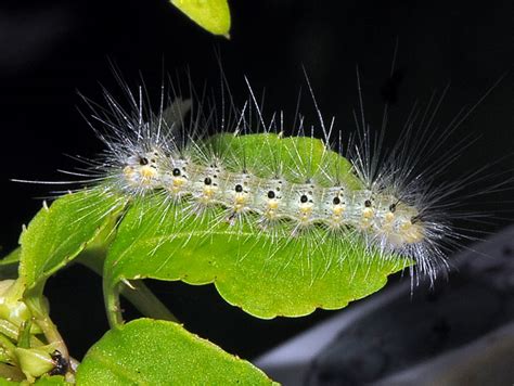 Fall Webworm Moth Caterpillar