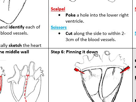 Heart Dissection (the ultimate classroom guide sheet!) | Teaching Resources