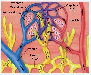 iGotcha! : The Lymphatic System