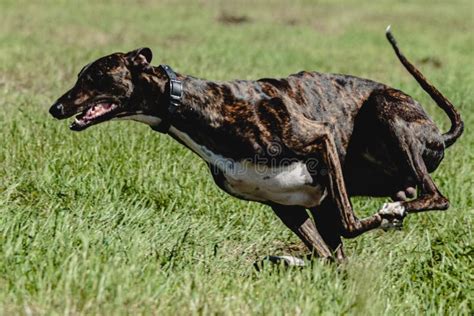 Greyhound Dog Lifted Off the Ground during the Dog Racing Competition Running Straight into ...