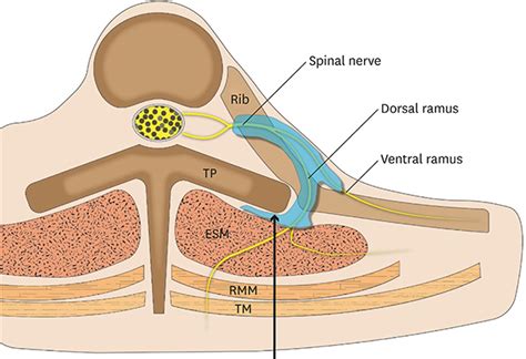 :: JKMS :: Journal of Korean Medical Science