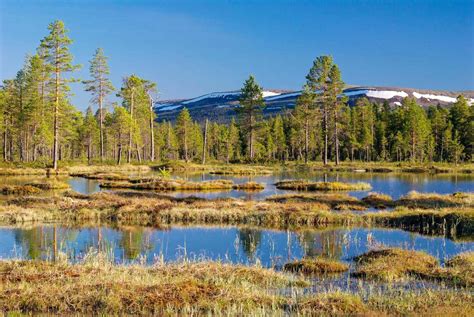 Fulufjället Wilderness - European Wilderness Network