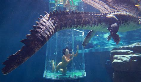 Swim with crocodiles with Crocosaurus Cove Darwin - Australian Traveller