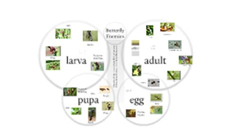 Red Admiral Butterfly Life cycle by Edith Smith on Prezi