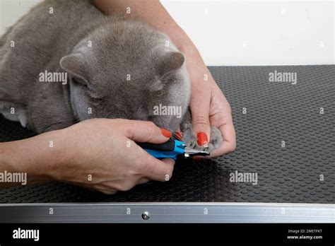 Blue British Shorthair: nail clipping Stock Photo - Alamy