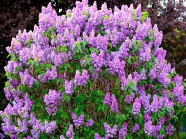 Lilac: Identification, Leaves, Bark & Habitat | Syringa Spp.