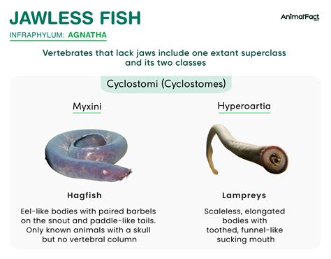 Jawless Fish - Examples, Characteristics, Classification & Picture