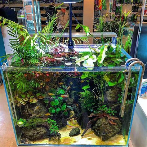 ADA 60H Nature Style | Nature aquarium, Planted aquarium, Aquarium design