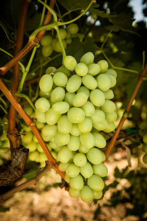 Great Green Green Seedless Grapes (1kg) — MomoBud