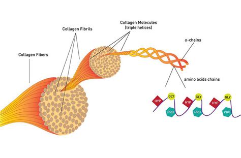 Collagen là gì? Những lợi ích đặc biệt mà collagen mang lại