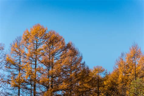 Yellow Pine Tree Stock Photo - Download Image Now - Asia, Autumn ...