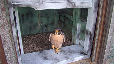 Air Conditioning Planned For Phoenix Peregrine Falcon Nesting Box ...