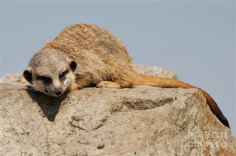 Sleeping Meerkat Photograph by Michal Boubin