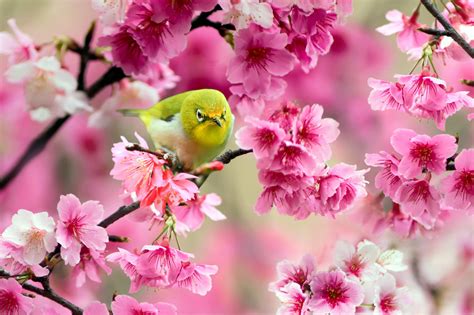 Spring Birds and Flowers Wallpaper - WallpaperSafari